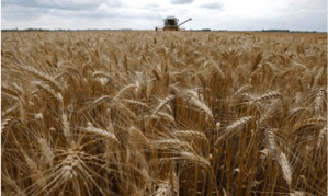 harvestwheat